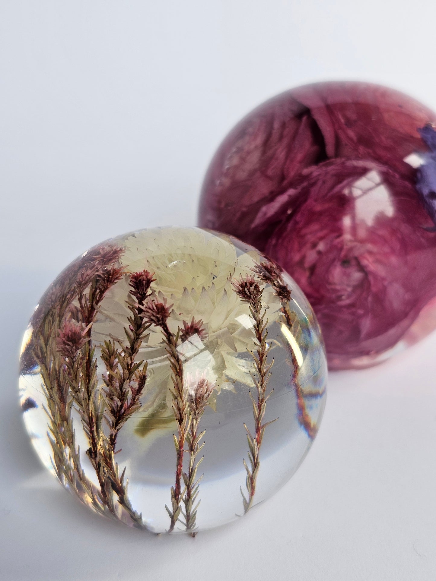 Globe Flower Preservation